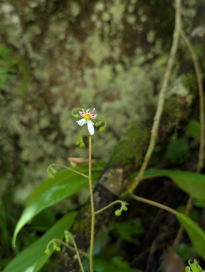 Saxifraga shennongii photo 6