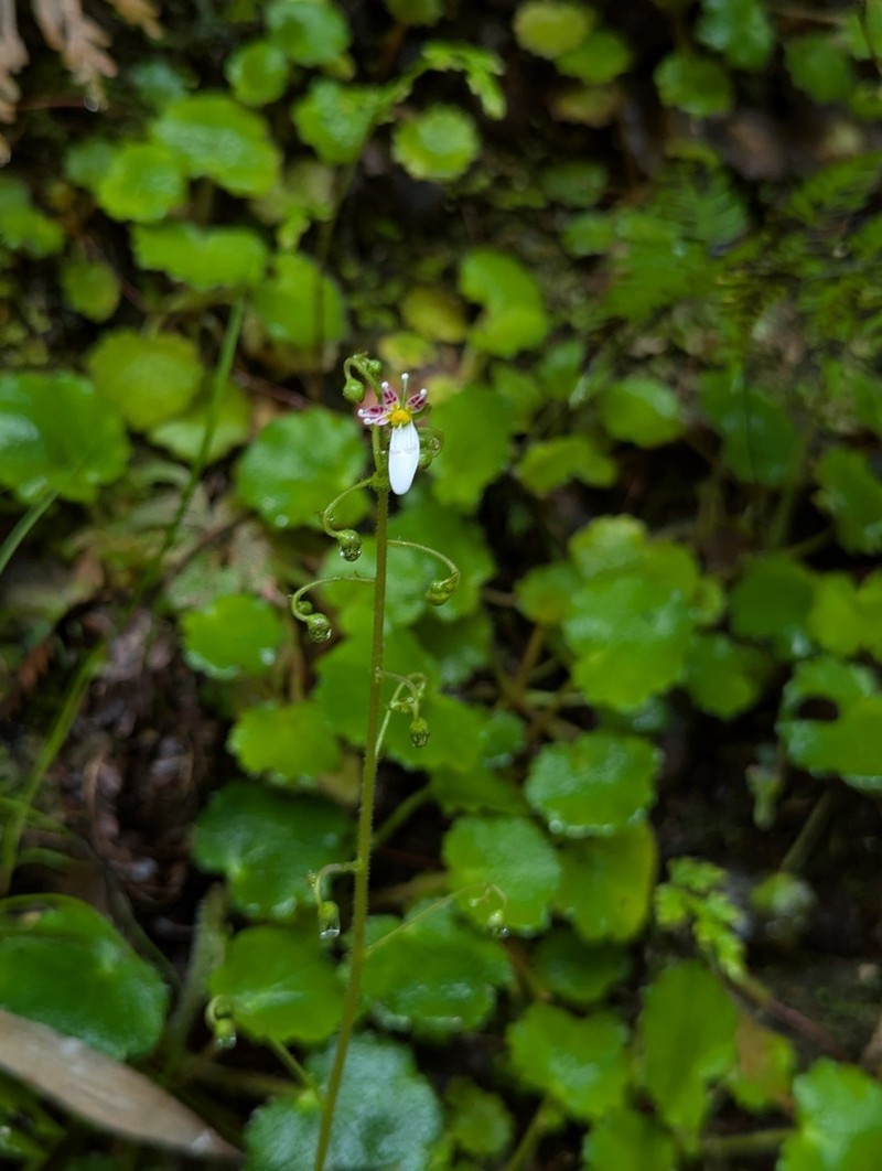 Saxifraga shennongii photo 7