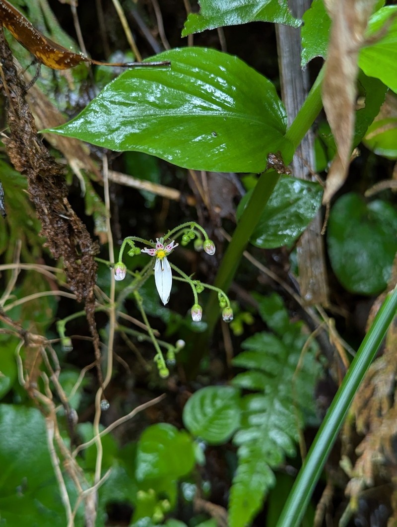 Saxifraga shennongii photo 8