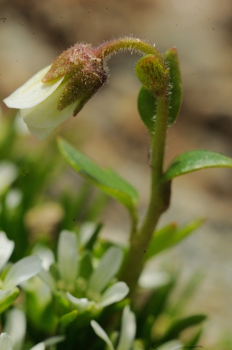 Bract Saxifrage