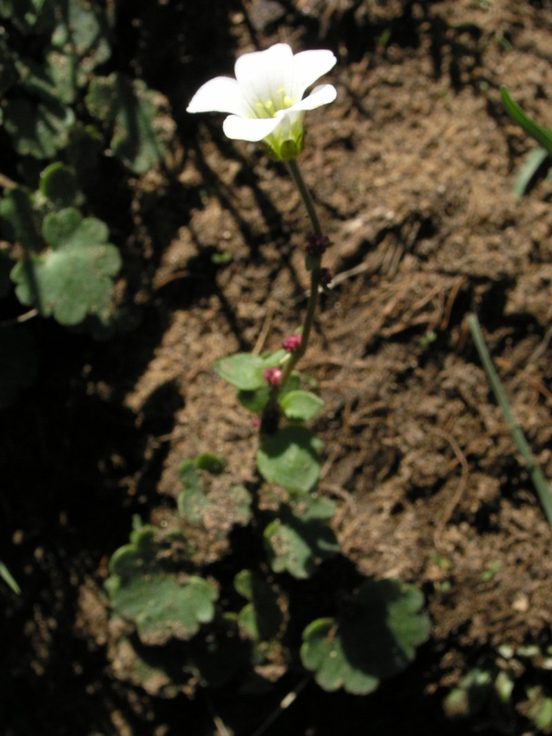 Bract Saxifrage photo 2