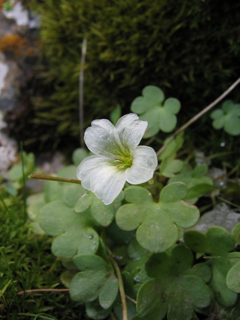 Bract Saxifrage photo 3
