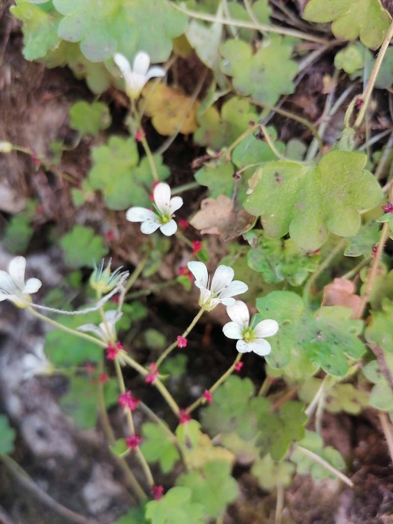 Bract Saxifrage photo 4