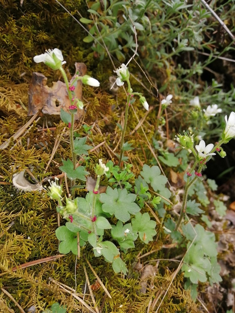 Bract Saxifrage photo 5