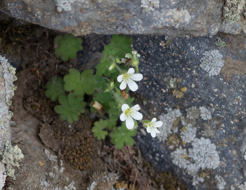 Bract Saxifrage photo 6