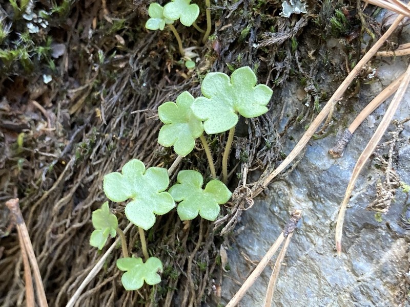 Bract Saxifrage photo 7