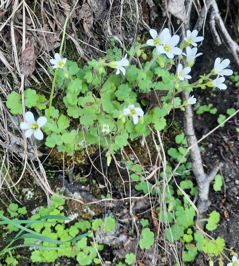 Bract Saxifrage photo 8