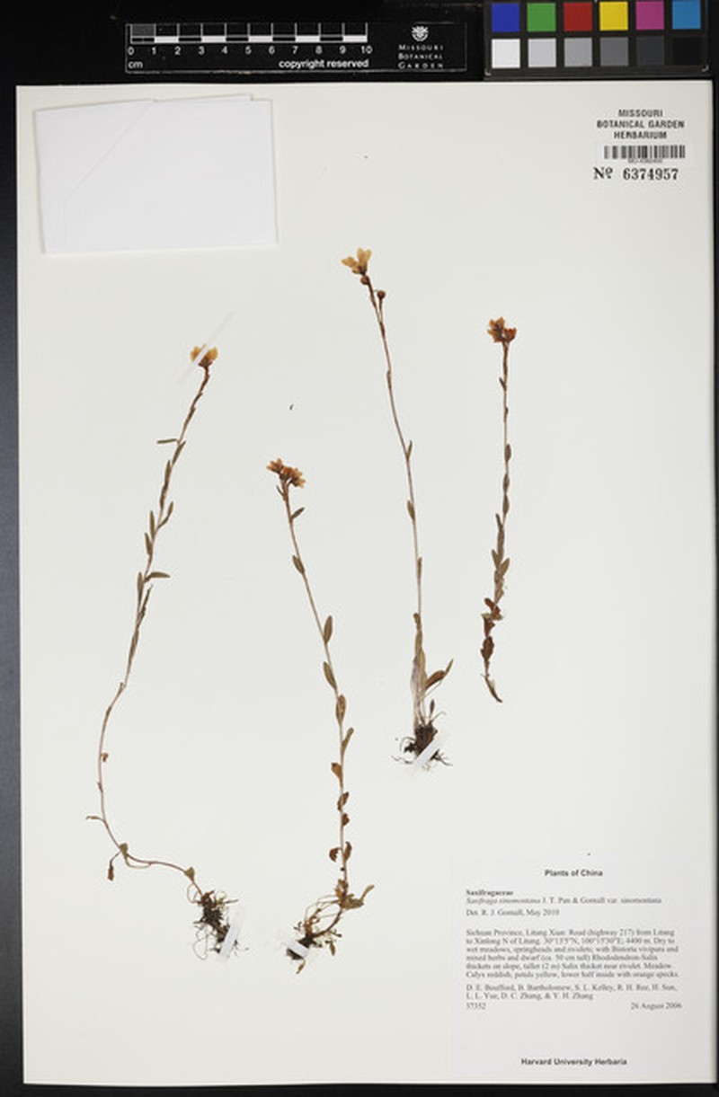 Saxifraga sinomontana var. sinomontana