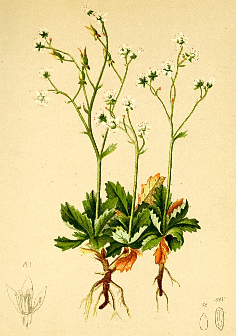 Saxifrage photo 4