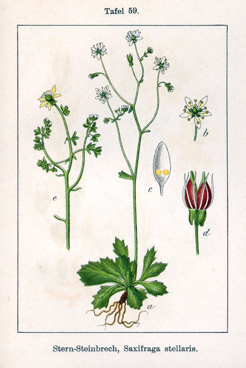 Saxifrage photo 5
