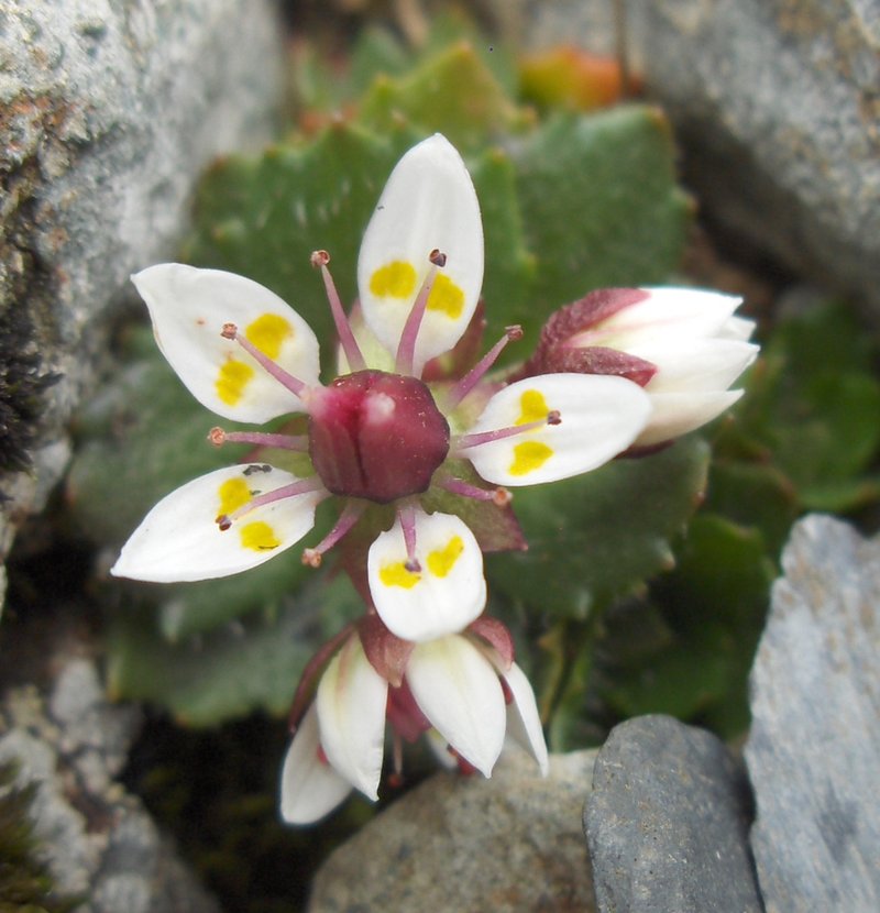 Saxifrage photo 6