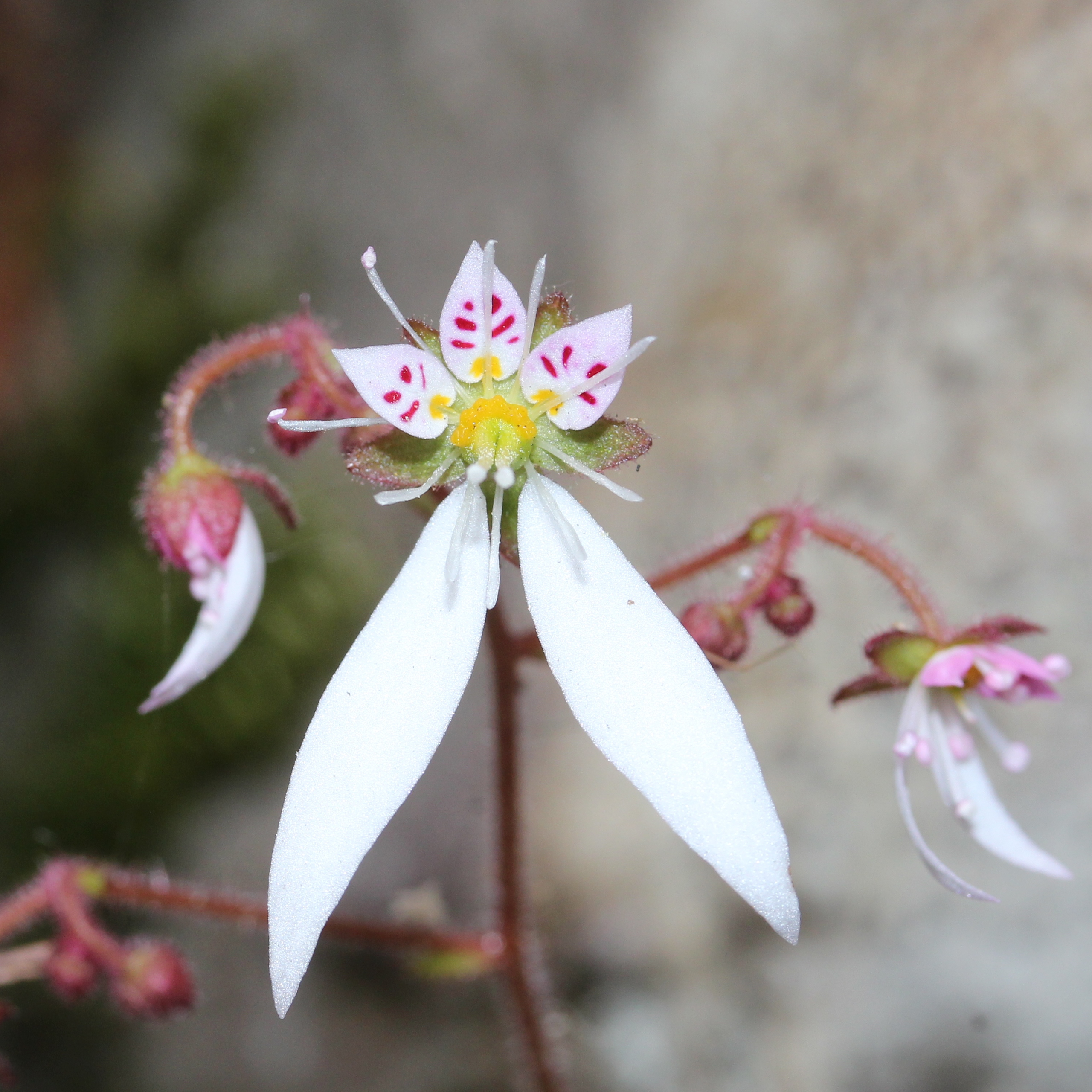 Creeping Saxifrage