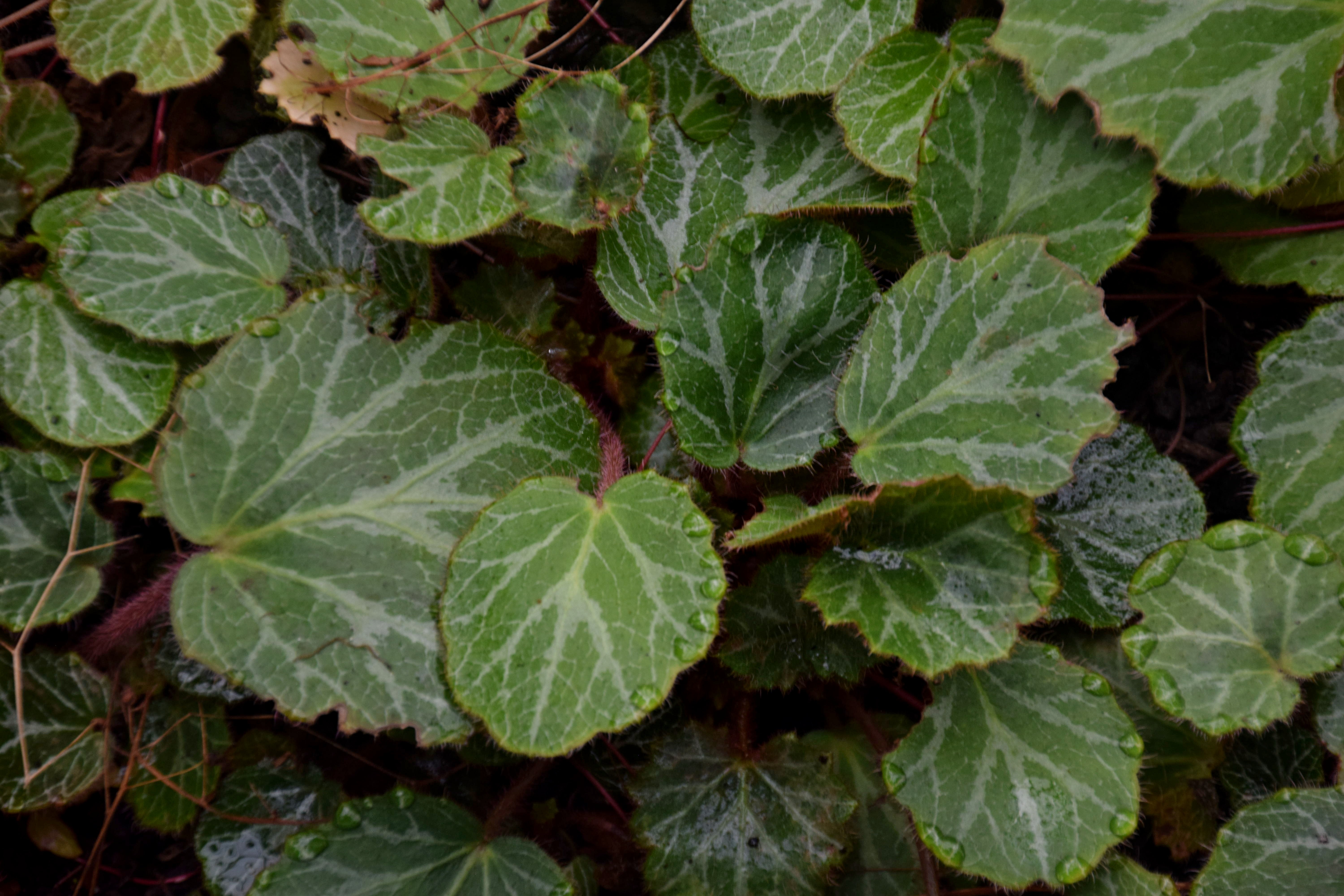 Creeping Saxifrage photo 8