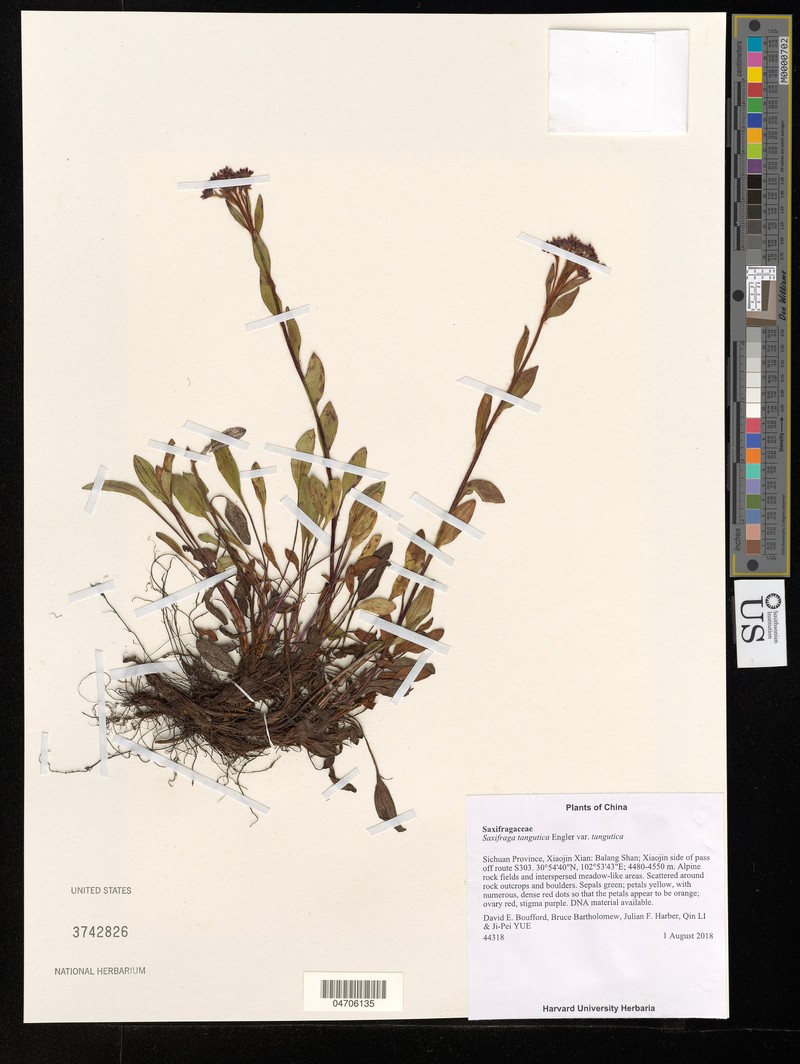 Saxifraga tangutica var. tangutica