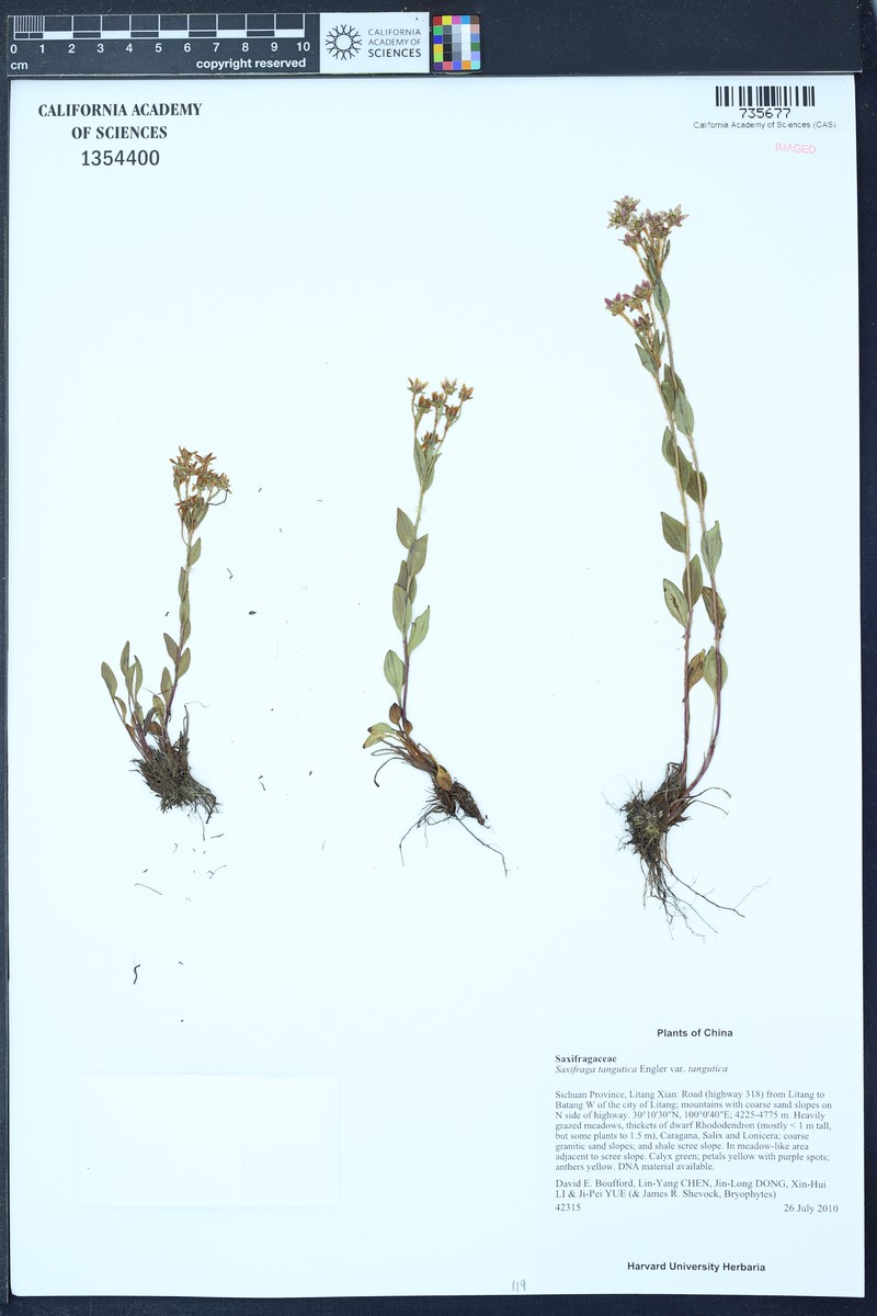 Saxifraga tangutica var. tangutica photo 2