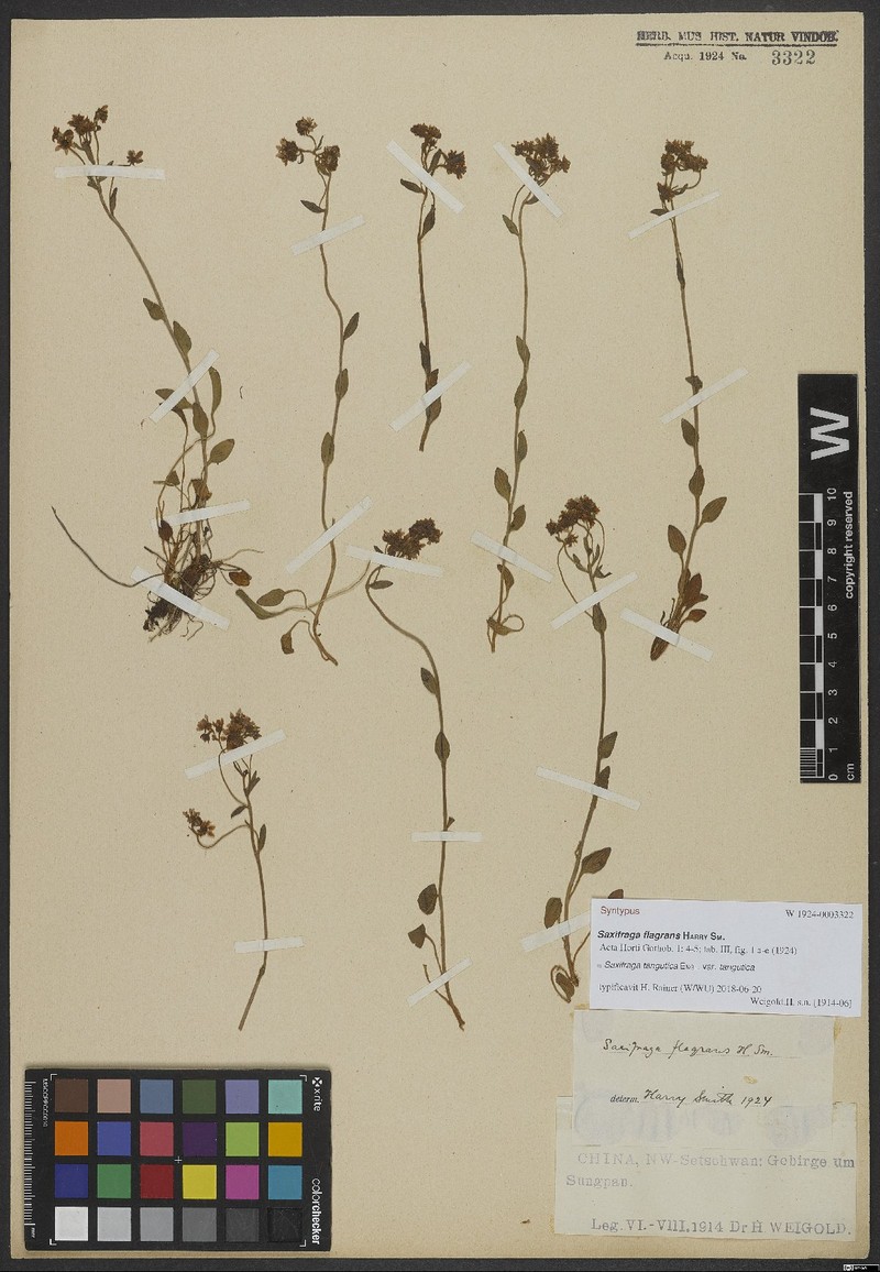 Saxifraga tangutica var. tangutica photo 3