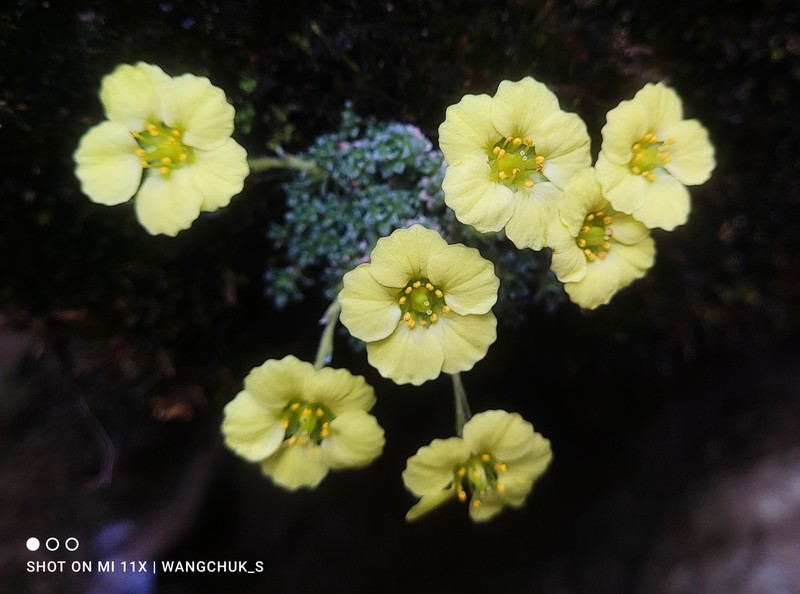 Saxifraga thiantha var. citrina