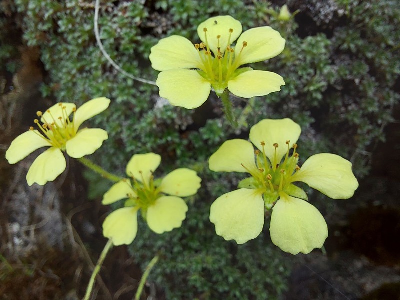 Saxifraga thiantha var. citrina photo 2