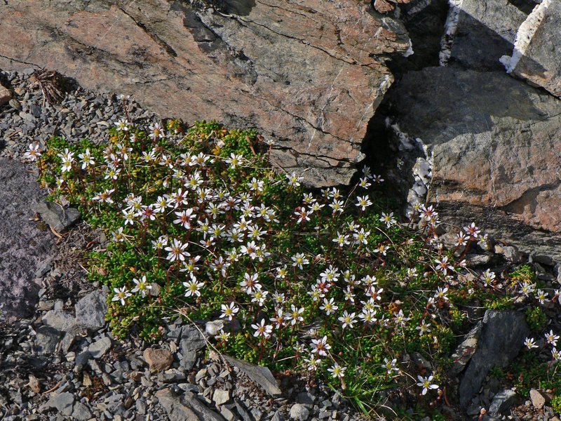 Tolmie's Saxifrage