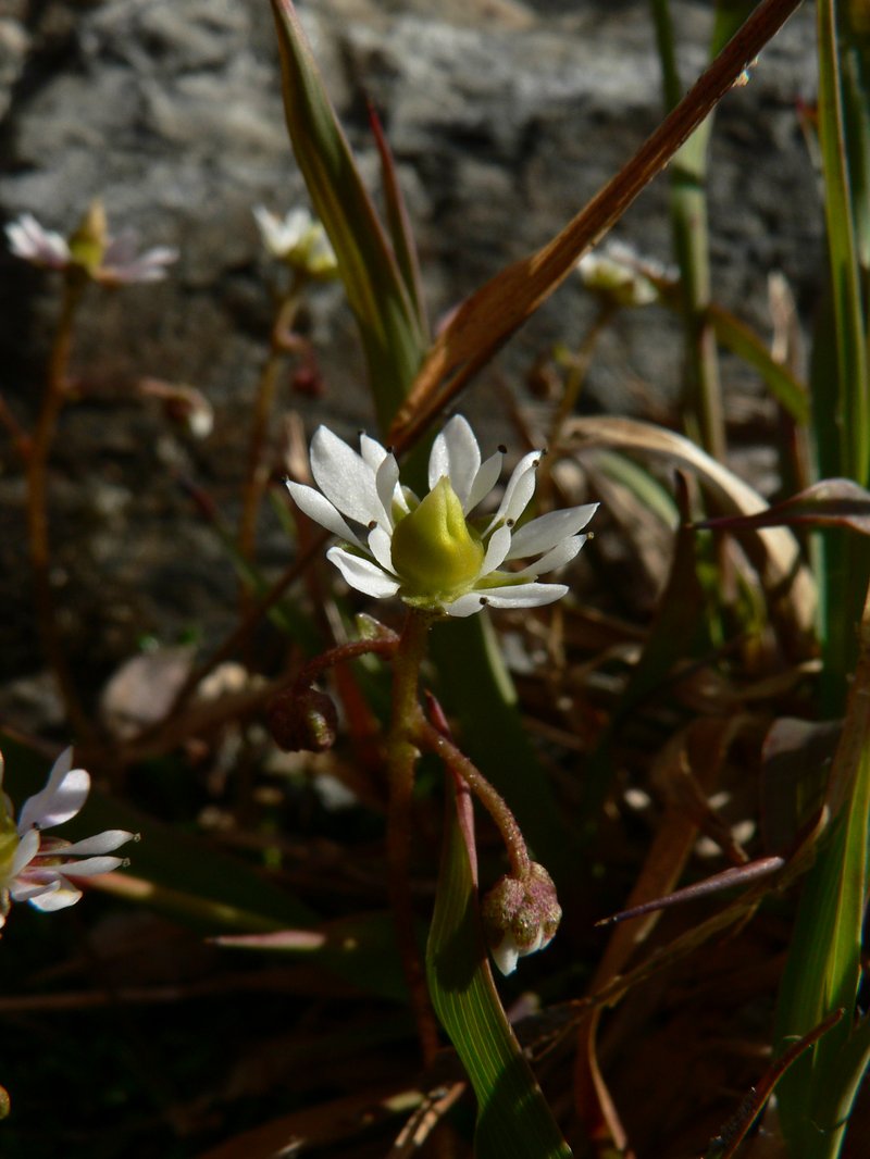Tolmie's Saxifrage photo 2