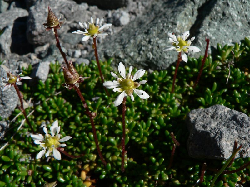 Tolmie's Saxifrage photo 3