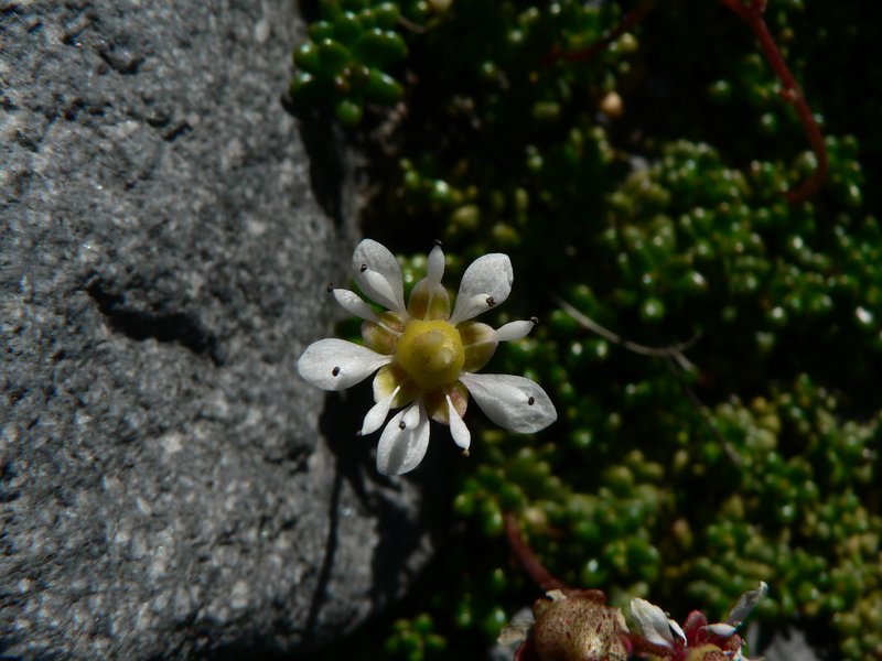Tolmie's Saxifrage photo 4