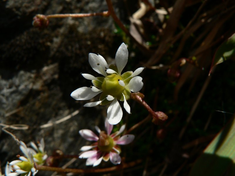Tolmie's Saxifrage photo 5