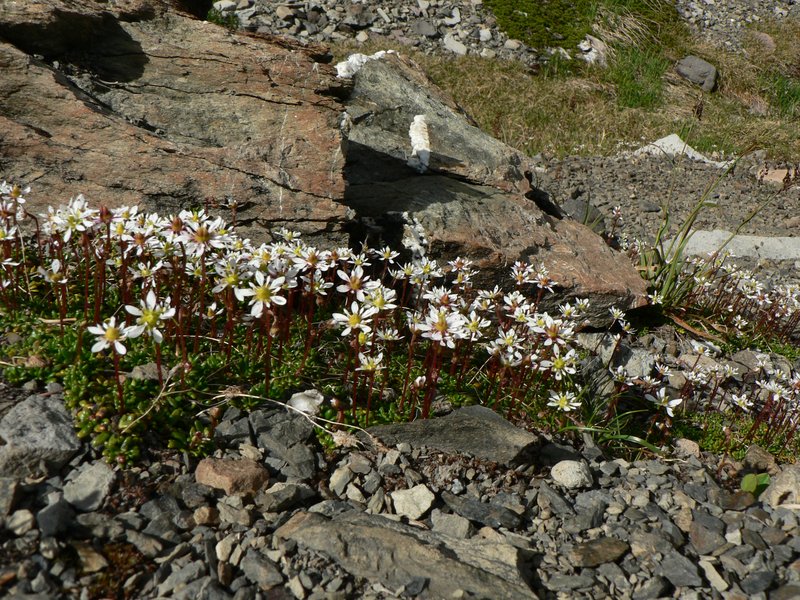 Tolmie's Saxifrage photo 6