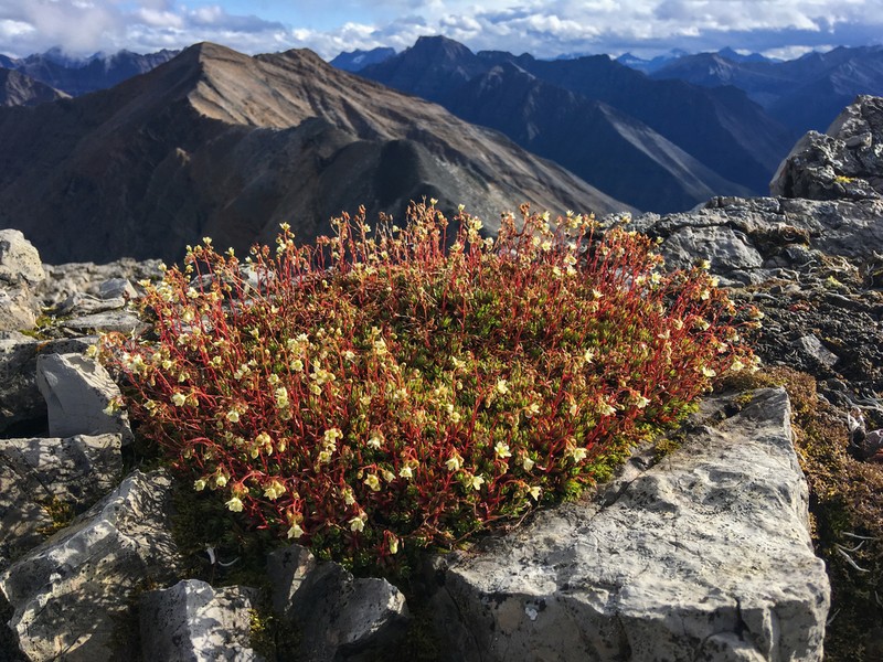 Three Toothed Saxifrage