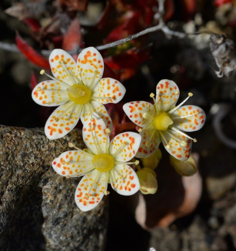 Three Toothed Saxifrage photo 2