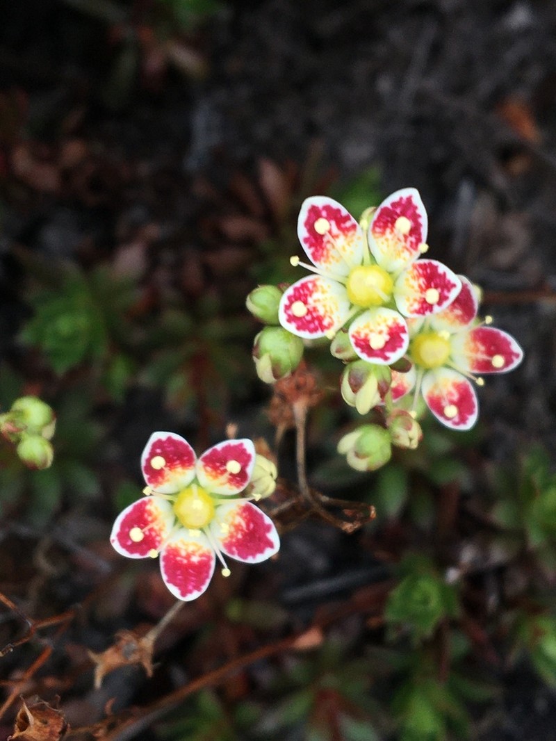 Three Toothed Saxifrage photo 3