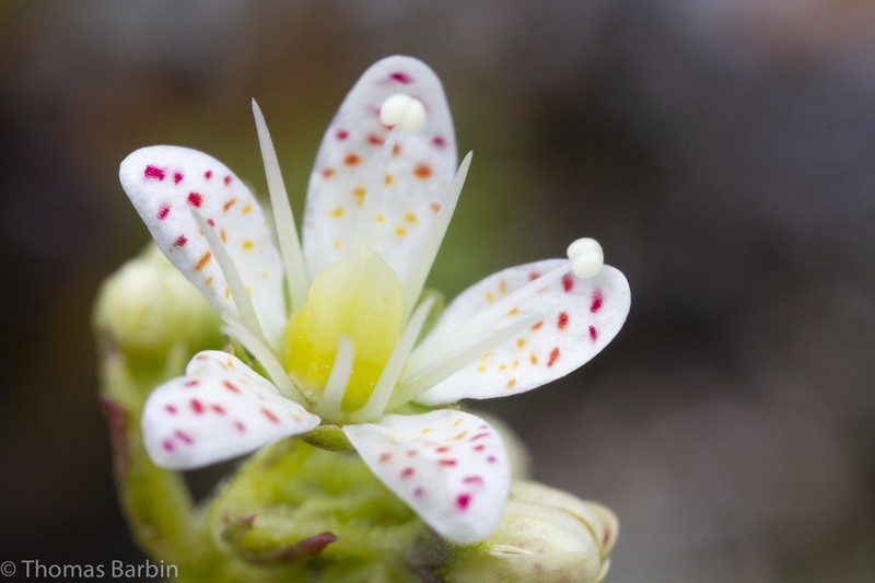 Three Toothed Saxifrage photo 4