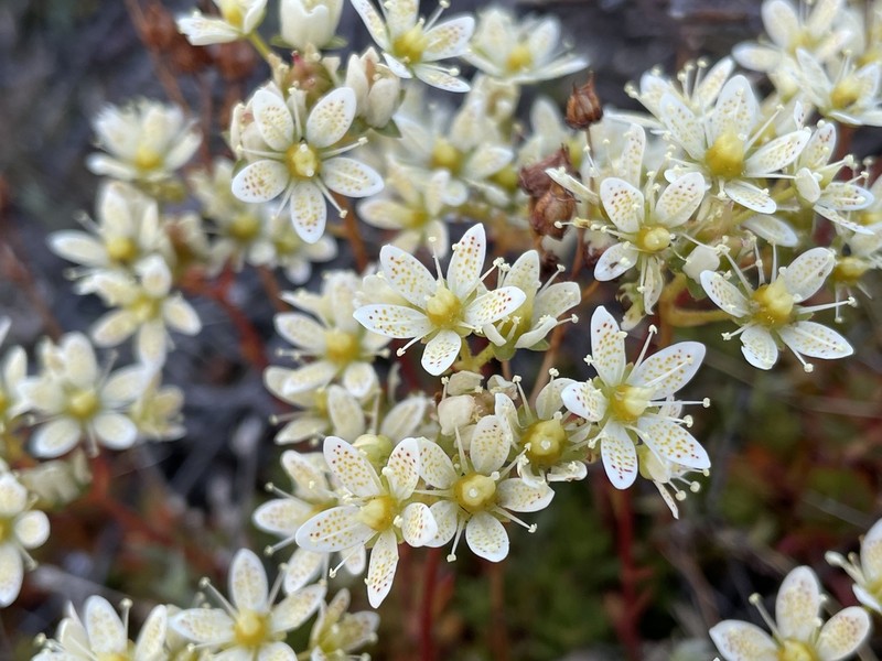 Three Toothed Saxifrage photo 5