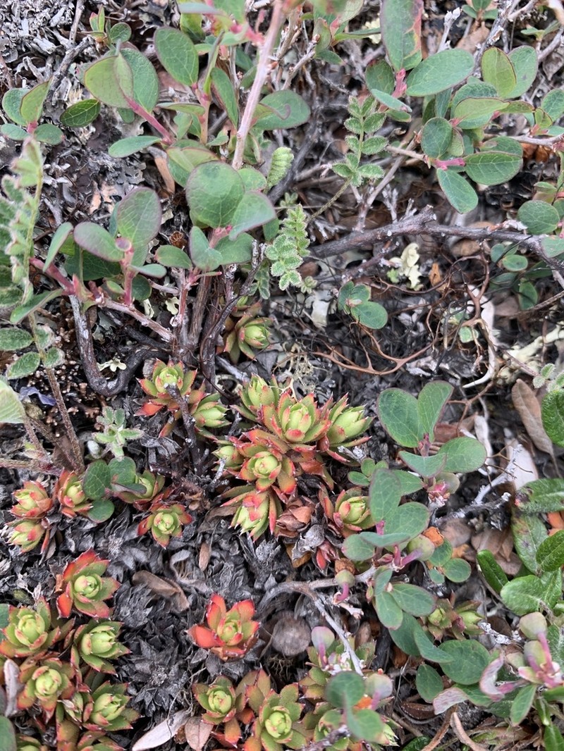 Three Toothed Saxifrage photo 6