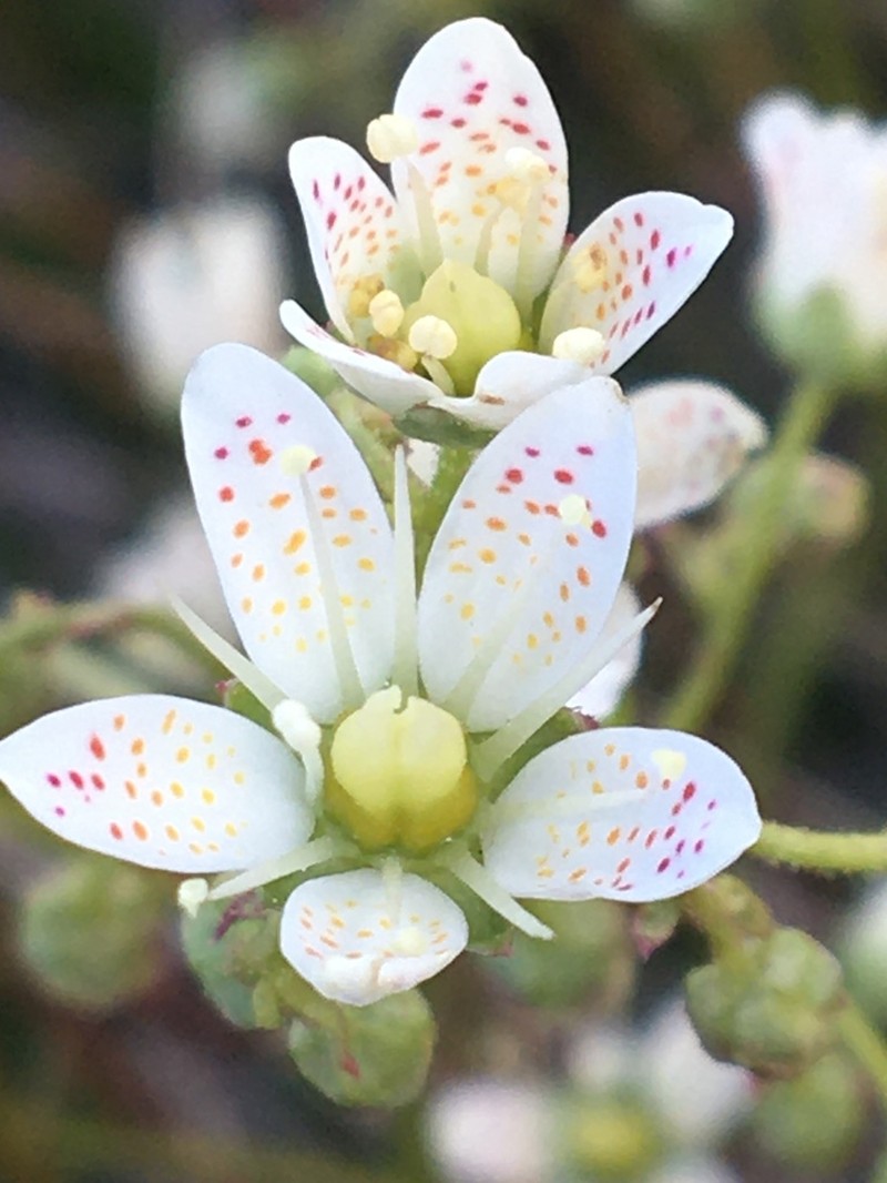 Three Toothed Saxifrage photo 7