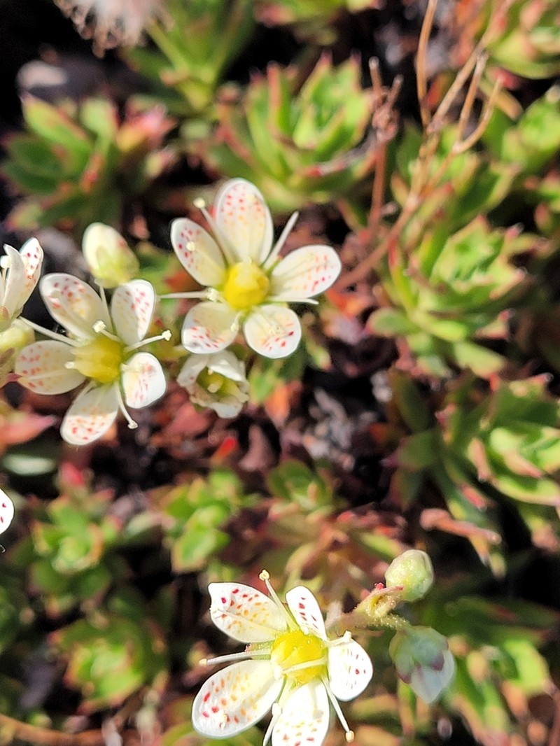 Three Toothed Saxifrage photo 8