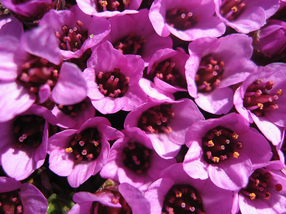 Rueleaf Saxifrage photo 4