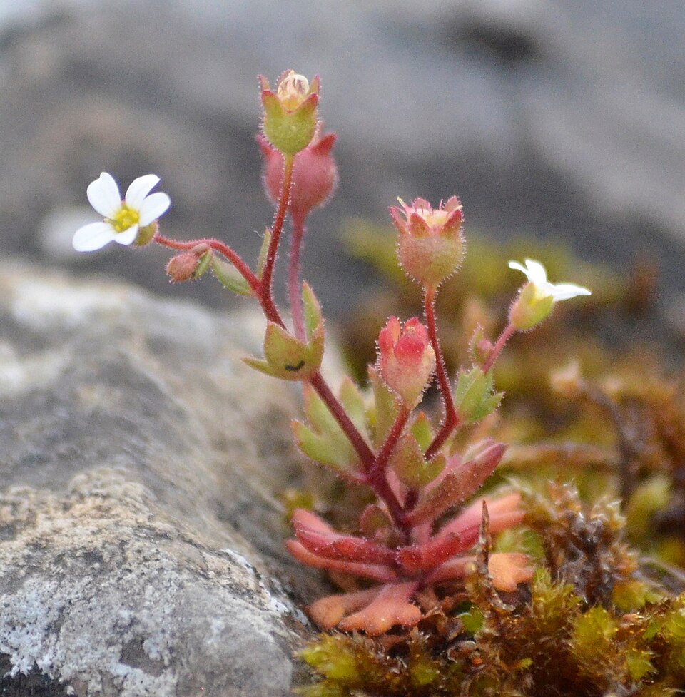 Rueleaf Saxifrage