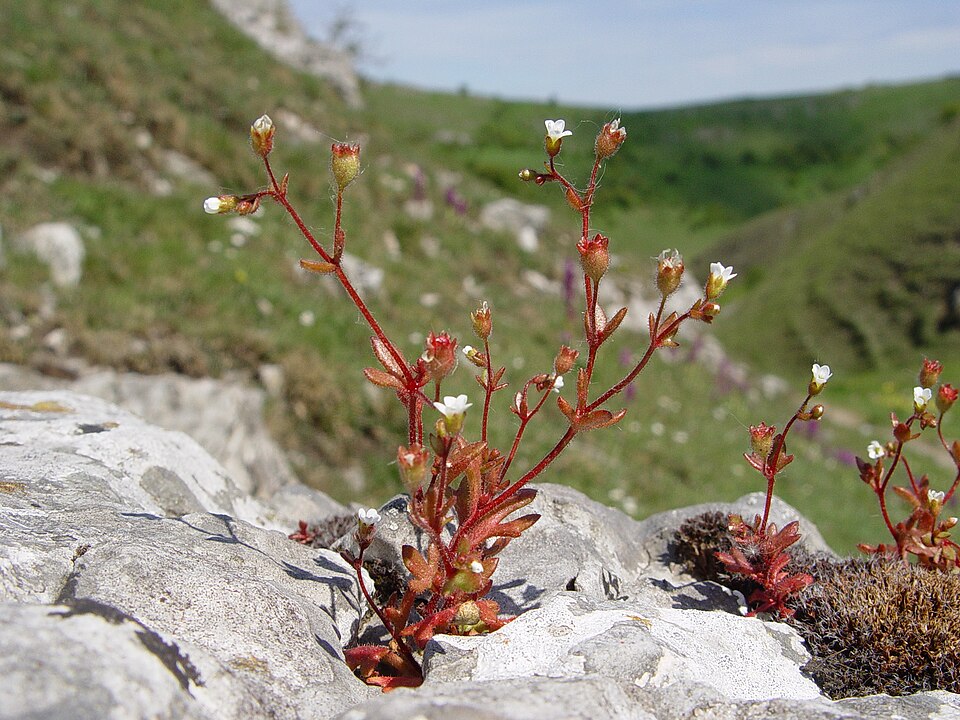 Rueleaf Saxifrage photo 5