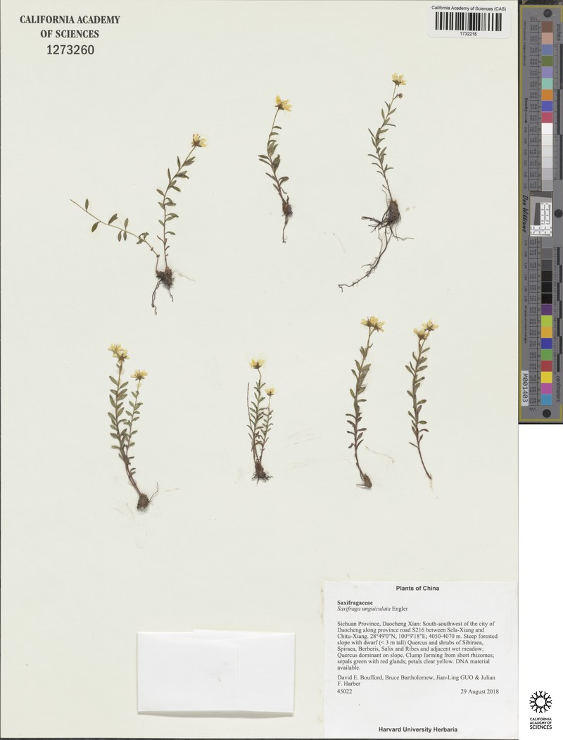 Saxifraga unguiculata var. unguiculata