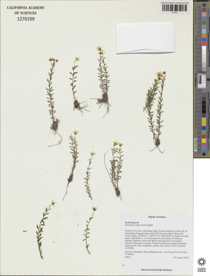Saxifraga unguiculata var. unguiculata photo 3