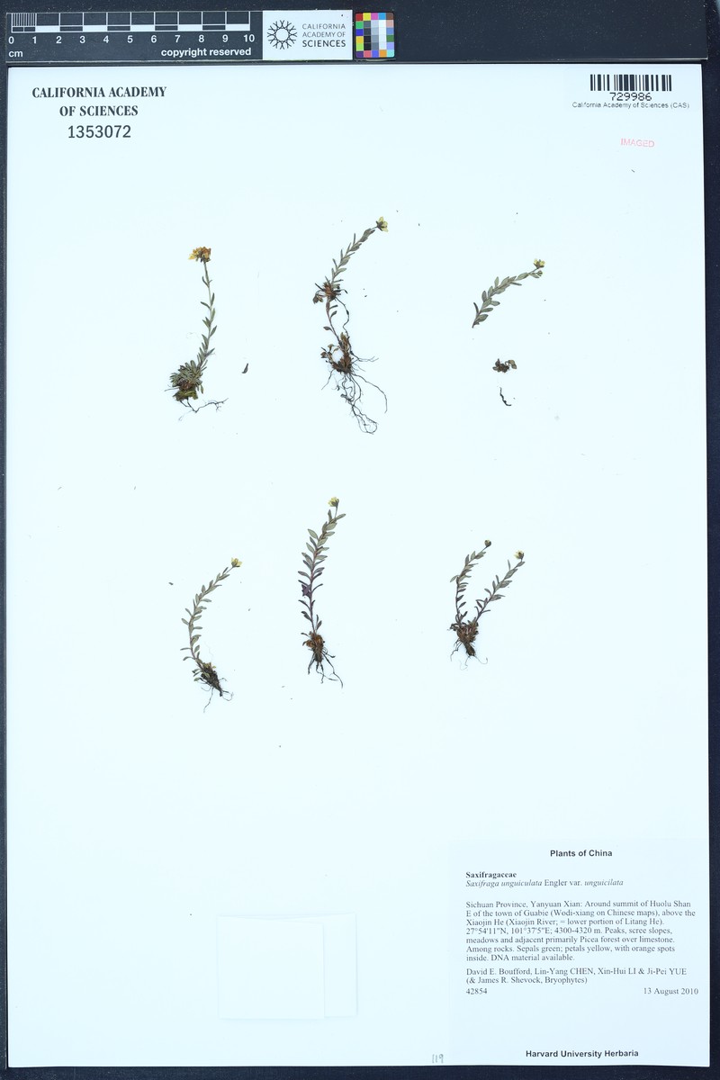 Saxifraga unguiculata var. unguiculata photo 4