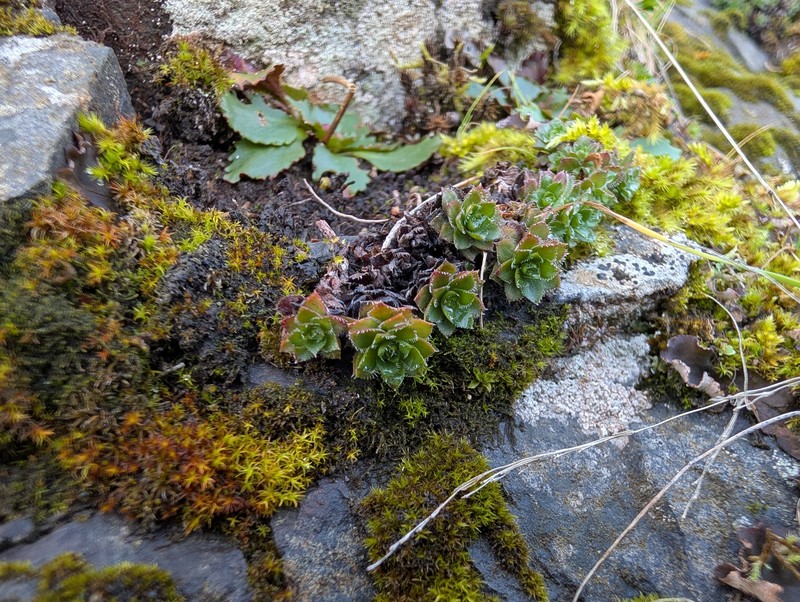 Saxifraga vespertina
