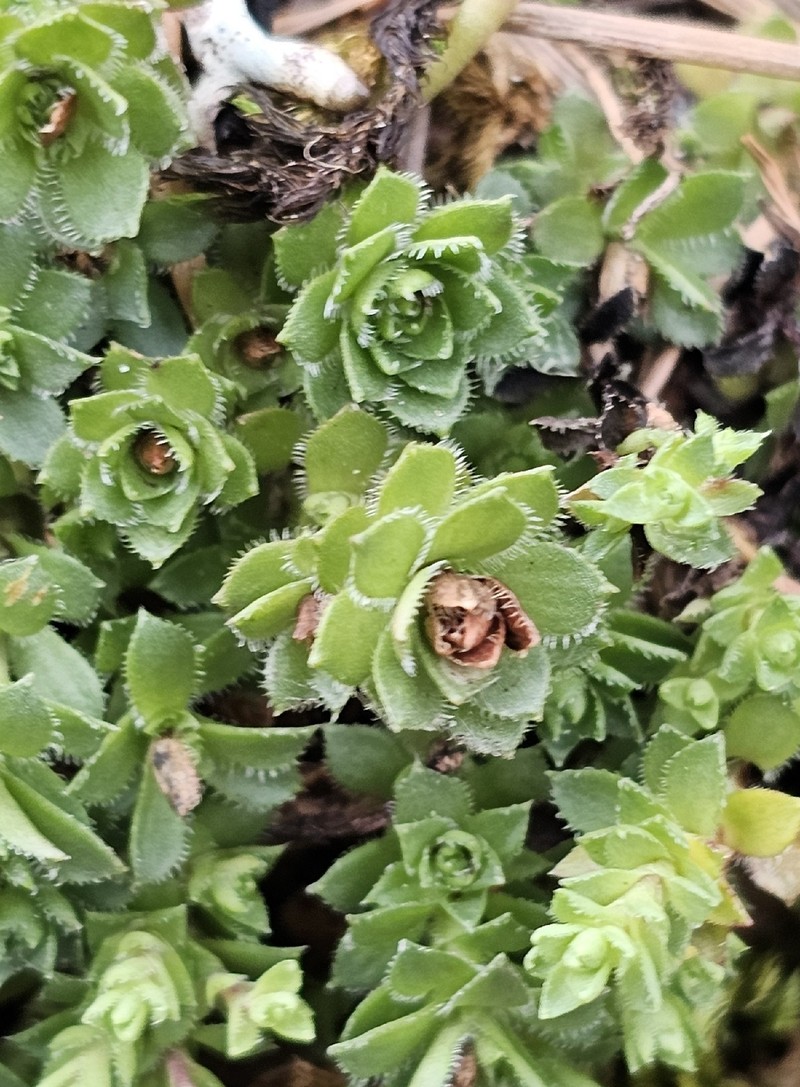 Saxifraga vespertina photo 2