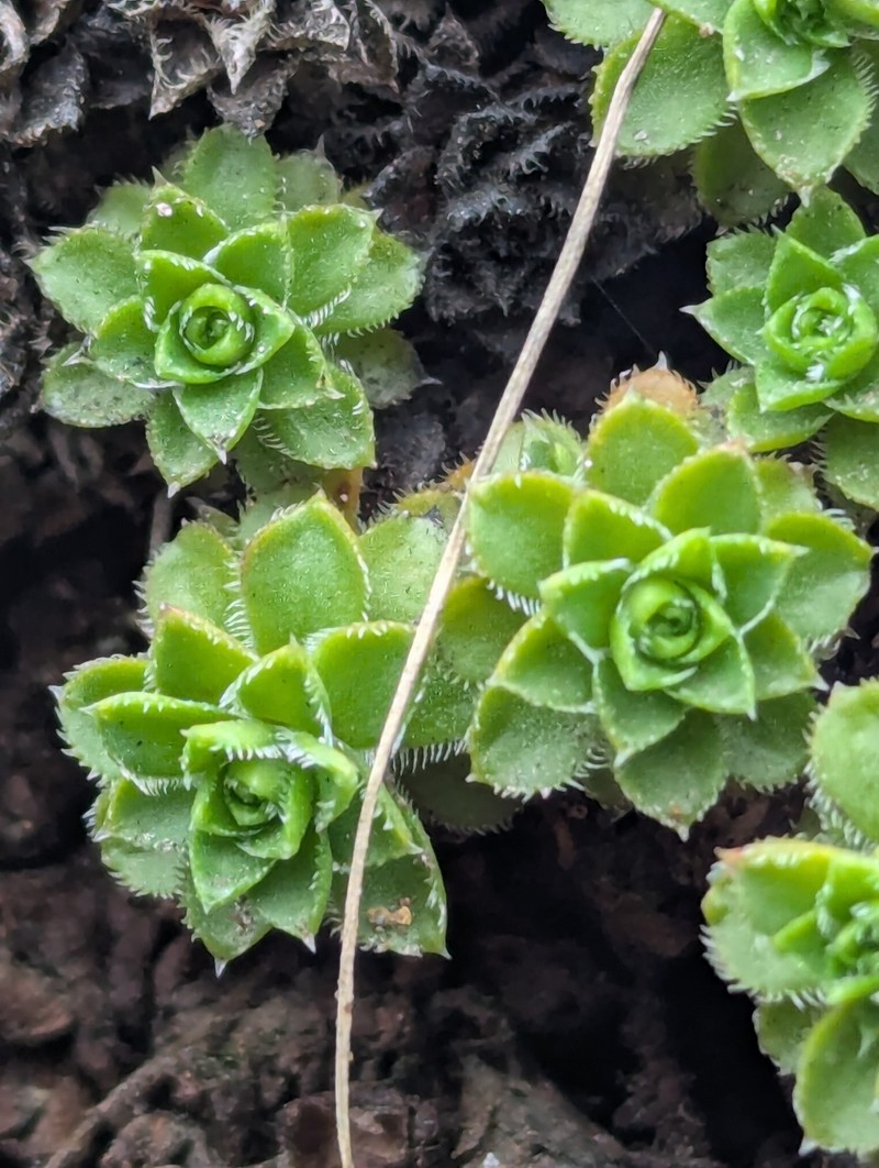 Saxifraga vespertina photo 3