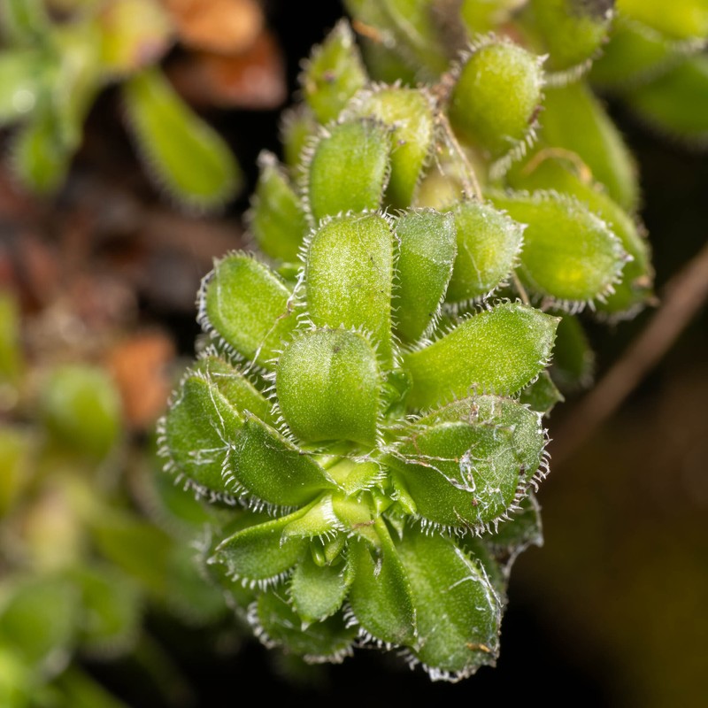 Saxifraga vespertina photo 4