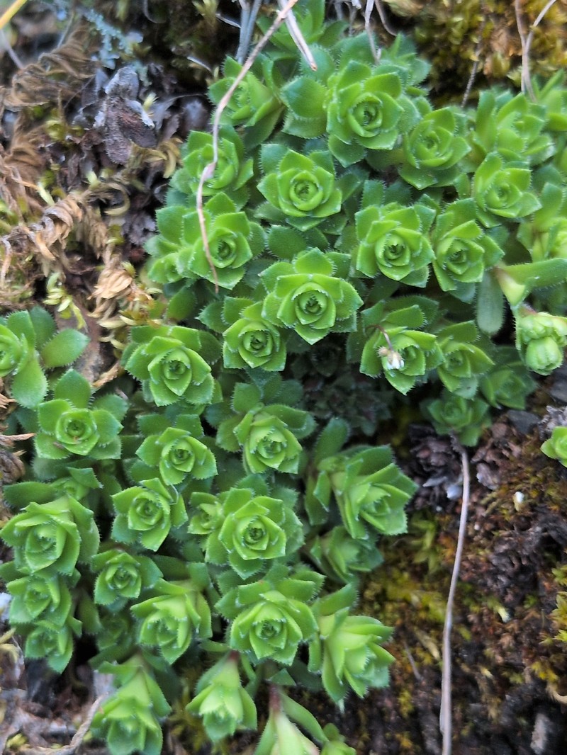 Saxifraga vespertina photo 5
