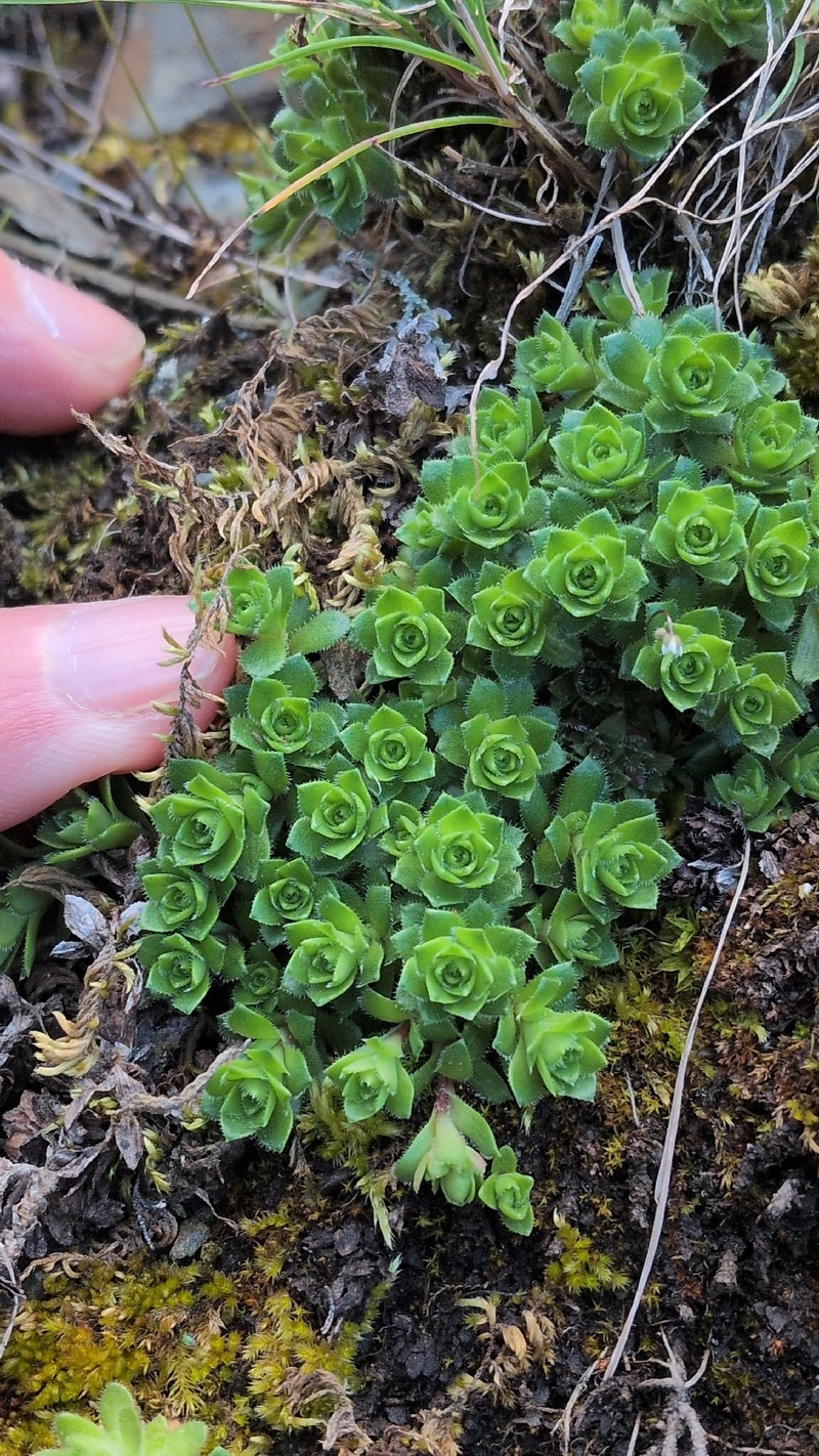 Saxifraga vespertina photo 6