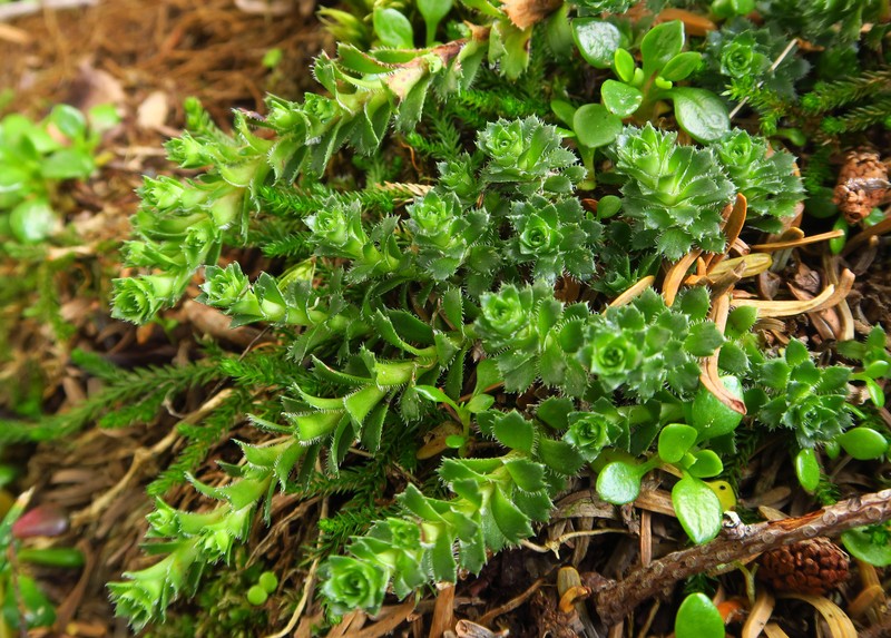 Saxifraga vespertina photo 7