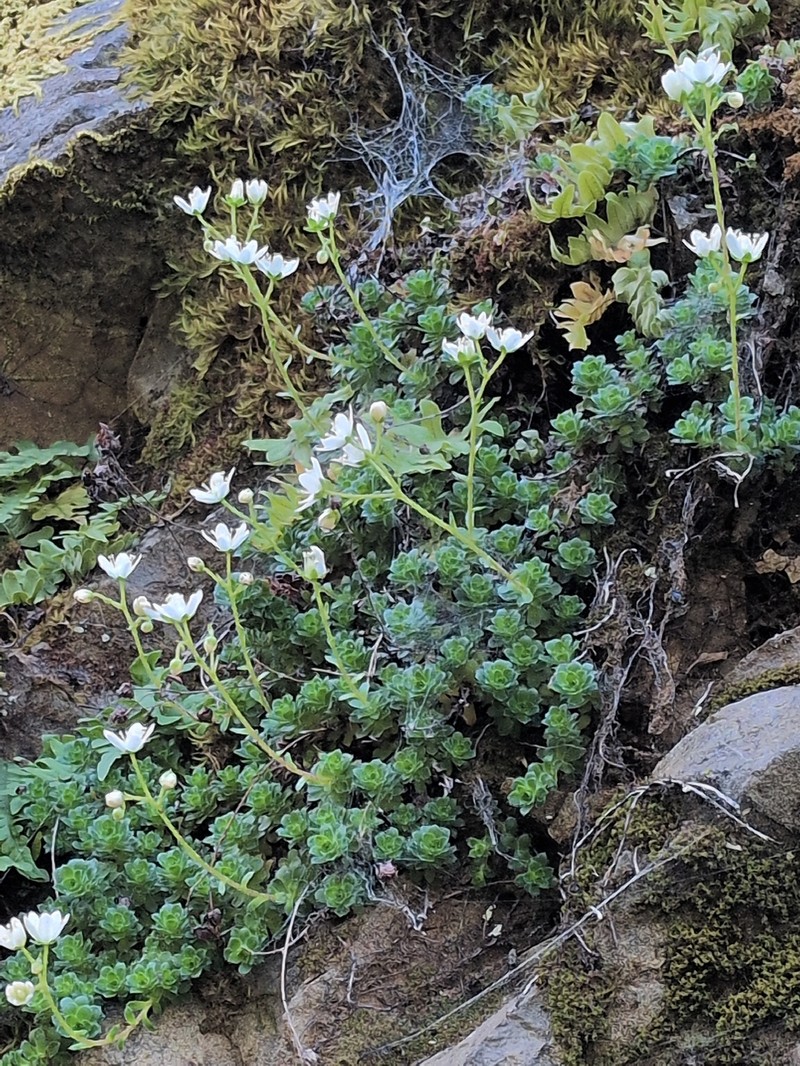 Saxifraga vespertina photo 8